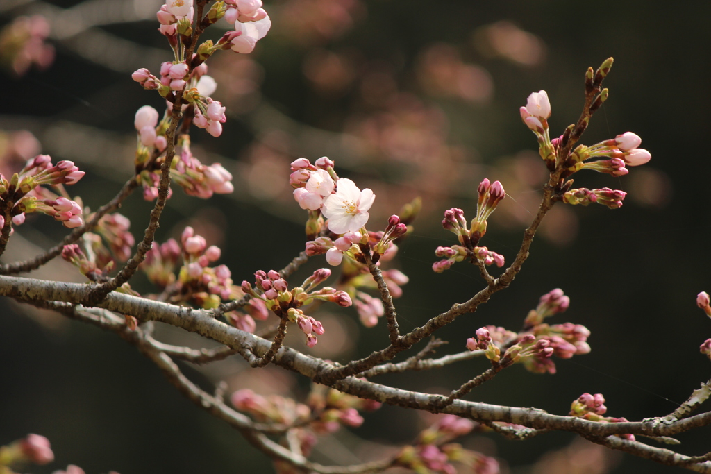 桜