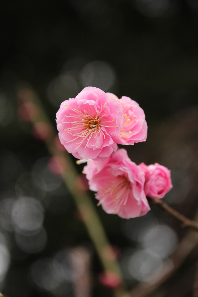 雨の日の梅