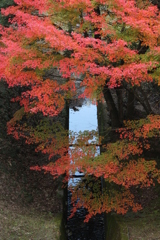 紅葉