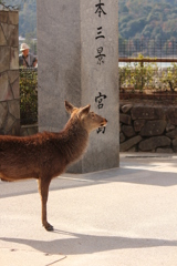 鹿