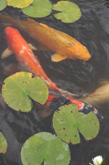 鯉
