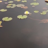 睡蓮