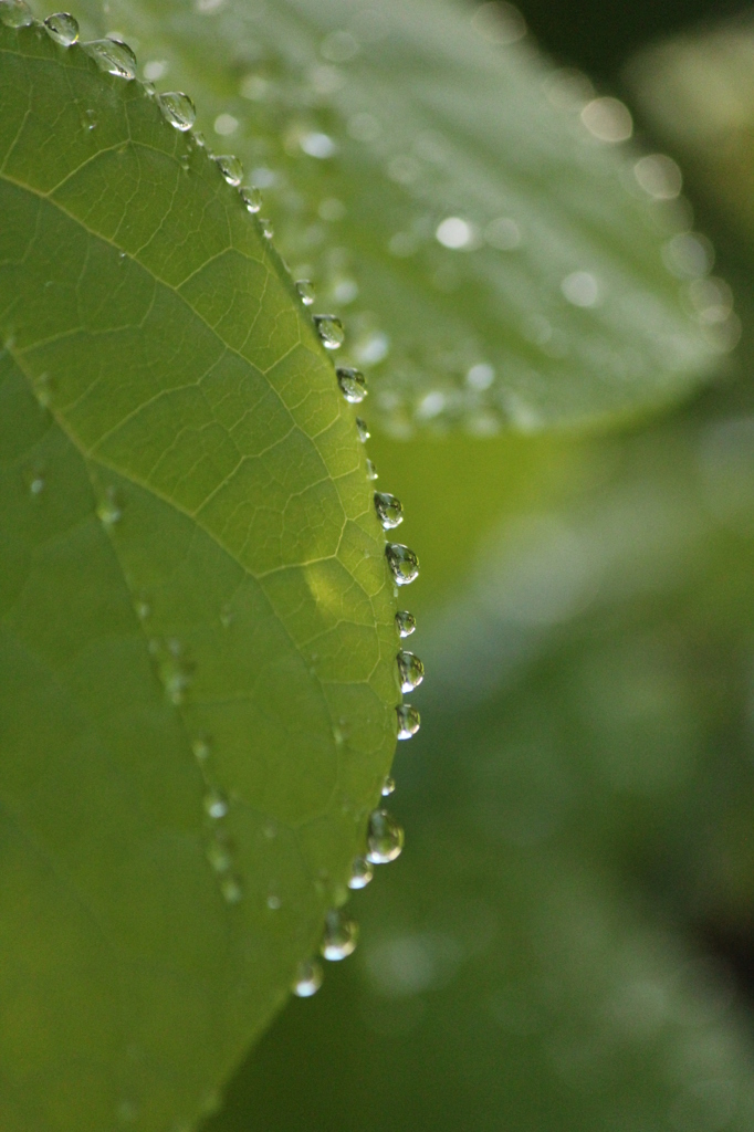 雨後