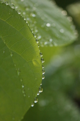 雨後