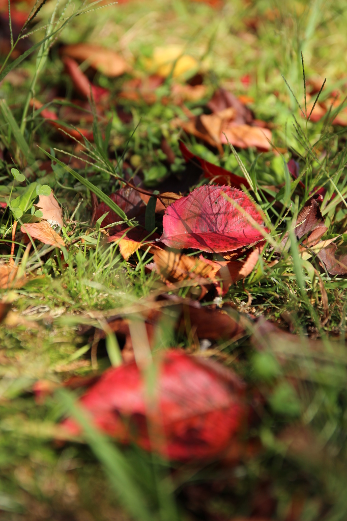 落ち葉