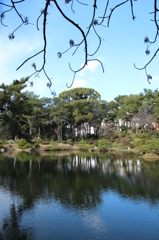 もう枯れちゃったんだなあ＠縮景園