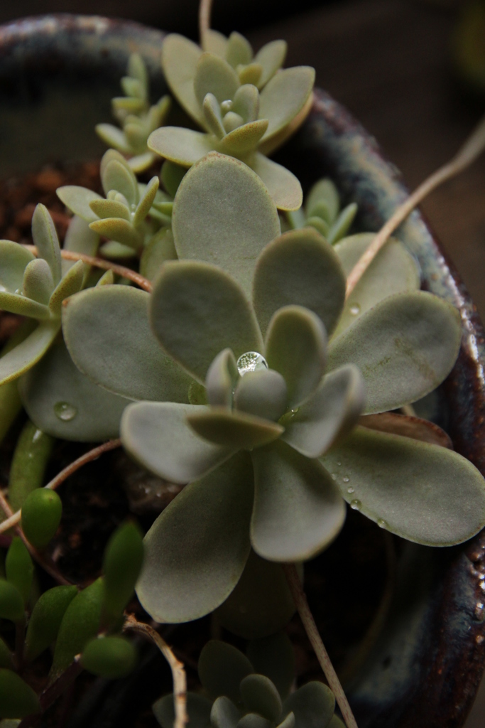 ひかりをいだいて