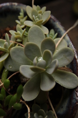 ひかりをいだいて