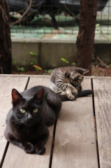 おやこ おやこ