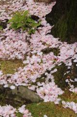 新芽
