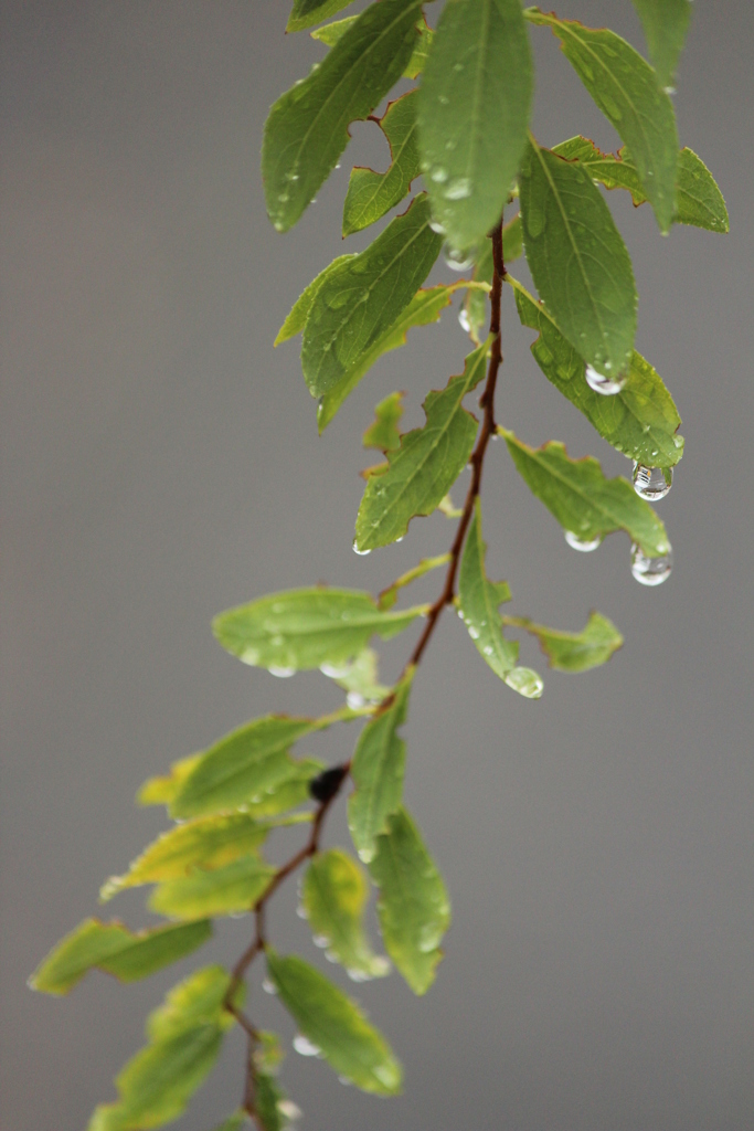 雨上がり