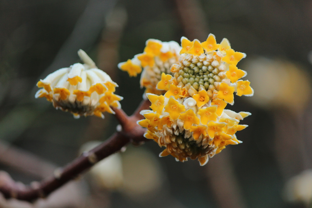 今日のみつまた