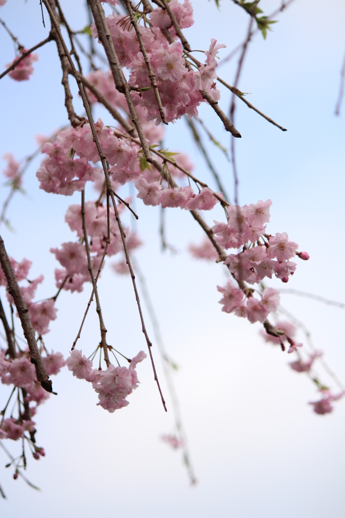 枝垂れ桜