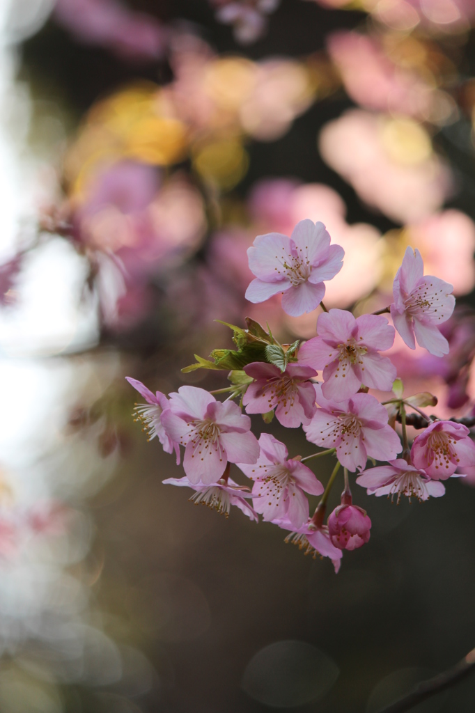 河津桜