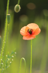 おぎょうぎいいな