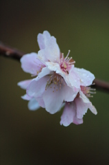 12月の桜