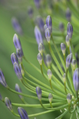 アガパンサス アガパンサス