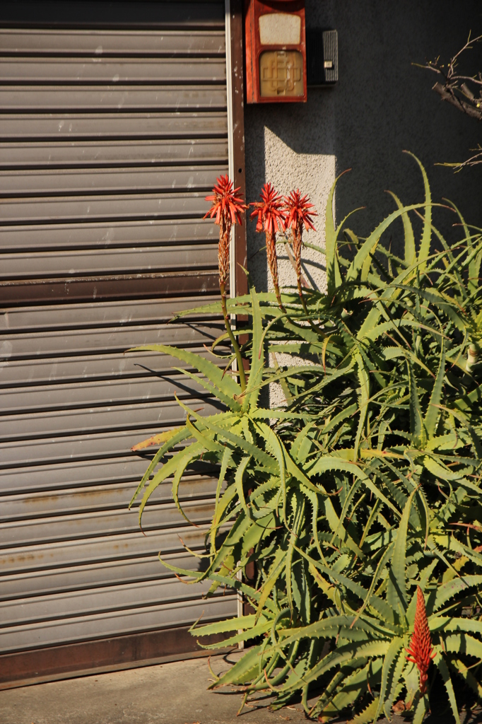 アロエはなざかり