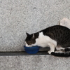 ごはん