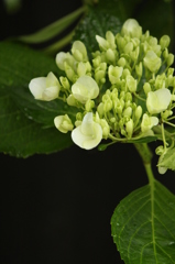 あじさい あじさい