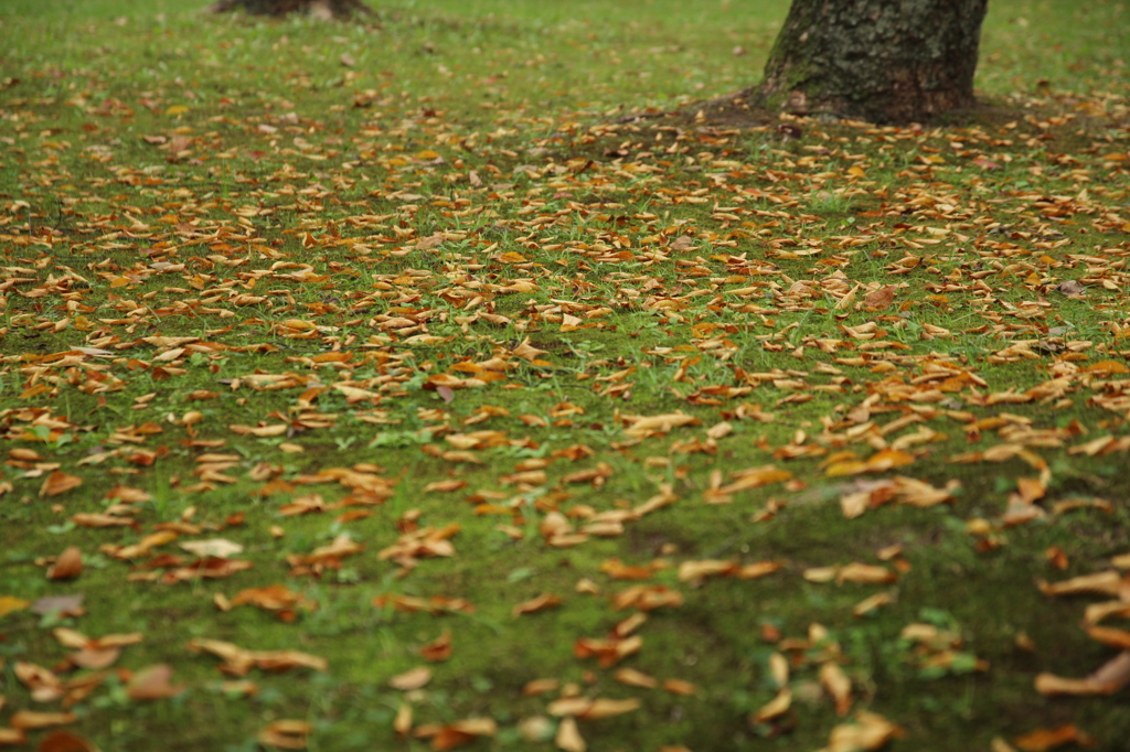 落ち葉