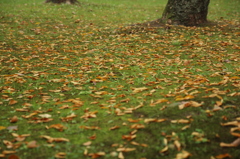 落ち葉
