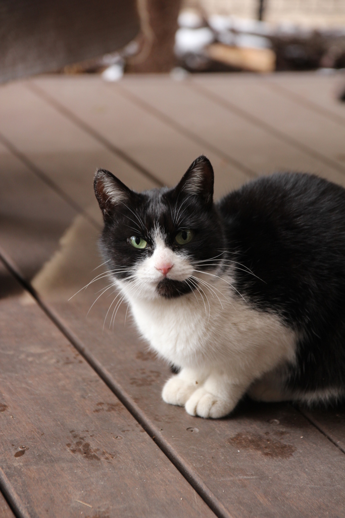 野良猫