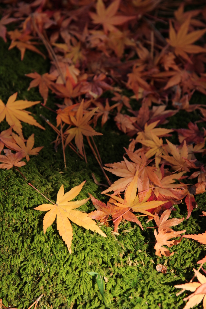 落ち葉と苔＠縮景園