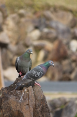 鳩