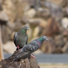 鳩