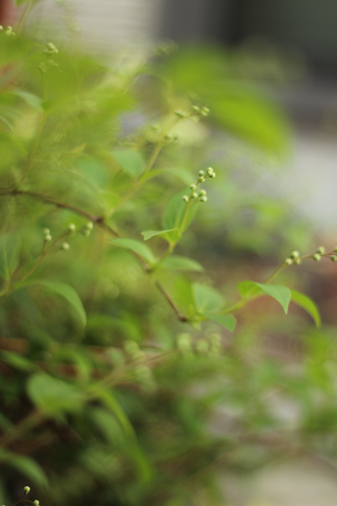 もうすぐ、ひめうつぎ。