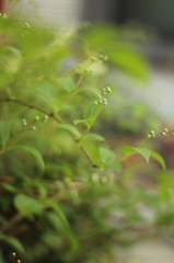 もうすぐ、ひめうつぎ。