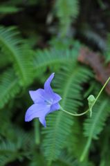 ききょう ききょう