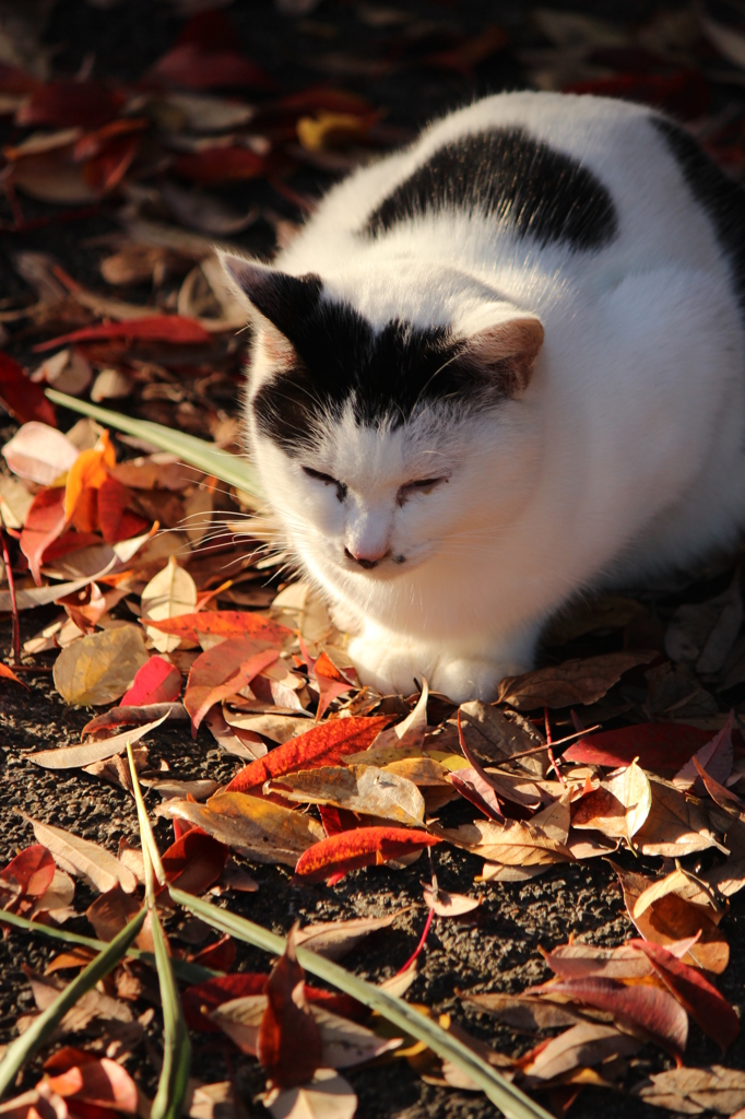落ち葉と猫
