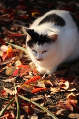 落ち葉と猫