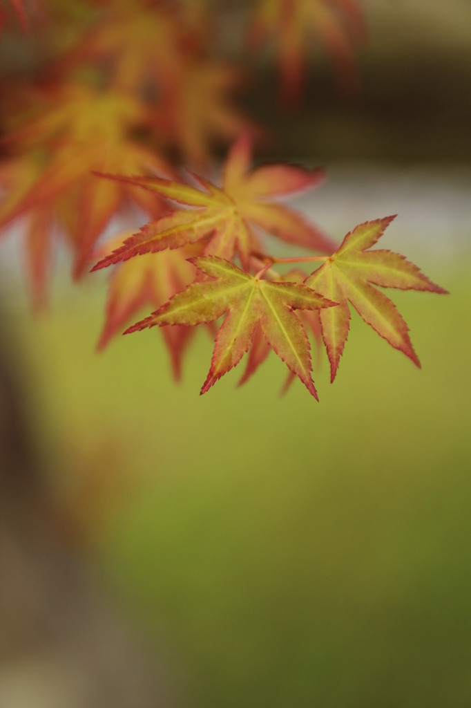 あかい新芽