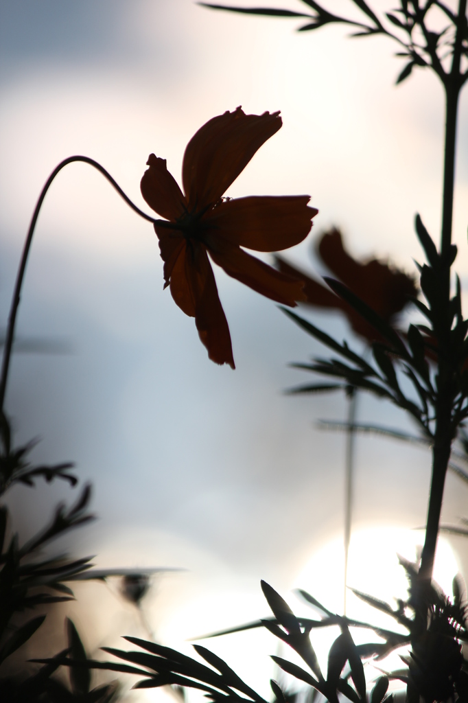 キバナコスモス