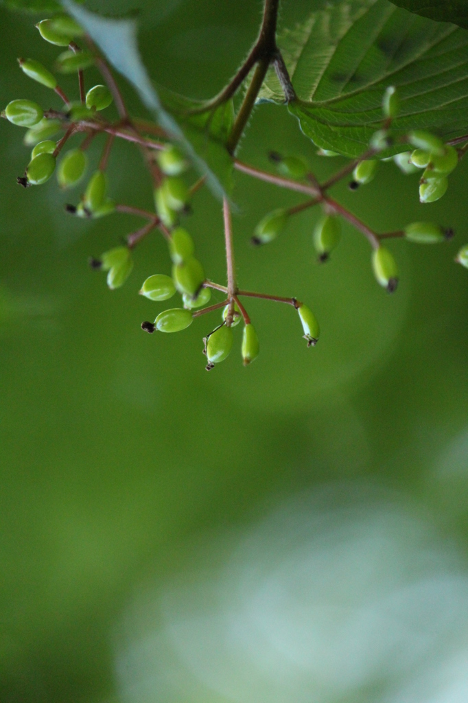 がまずみも実をつけだした。