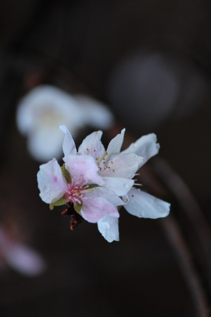 12月の桜