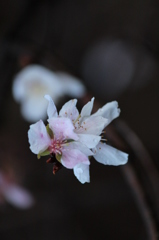 12月の桜