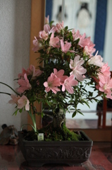 皐月