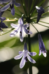 アガパンサス アガパンサス