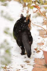 雪の日の猫