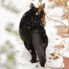 雪の日の猫