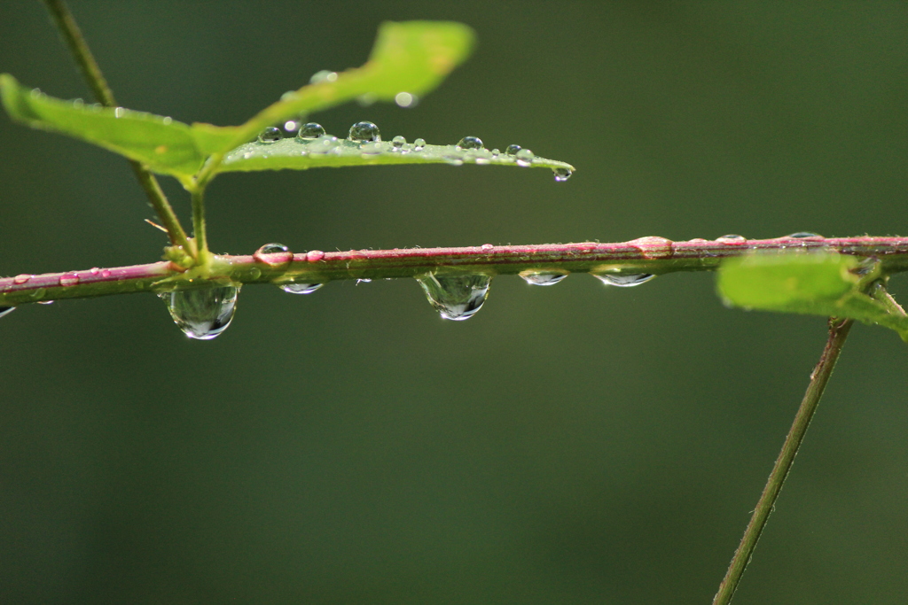 雨上がり