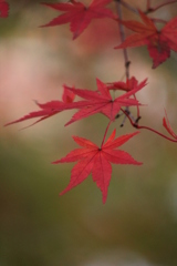 紅葉 紅葉