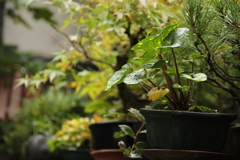 雨上がり