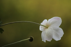 秋明菊