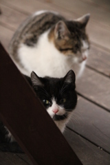 のらねこ