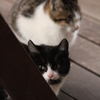 のらねこ
